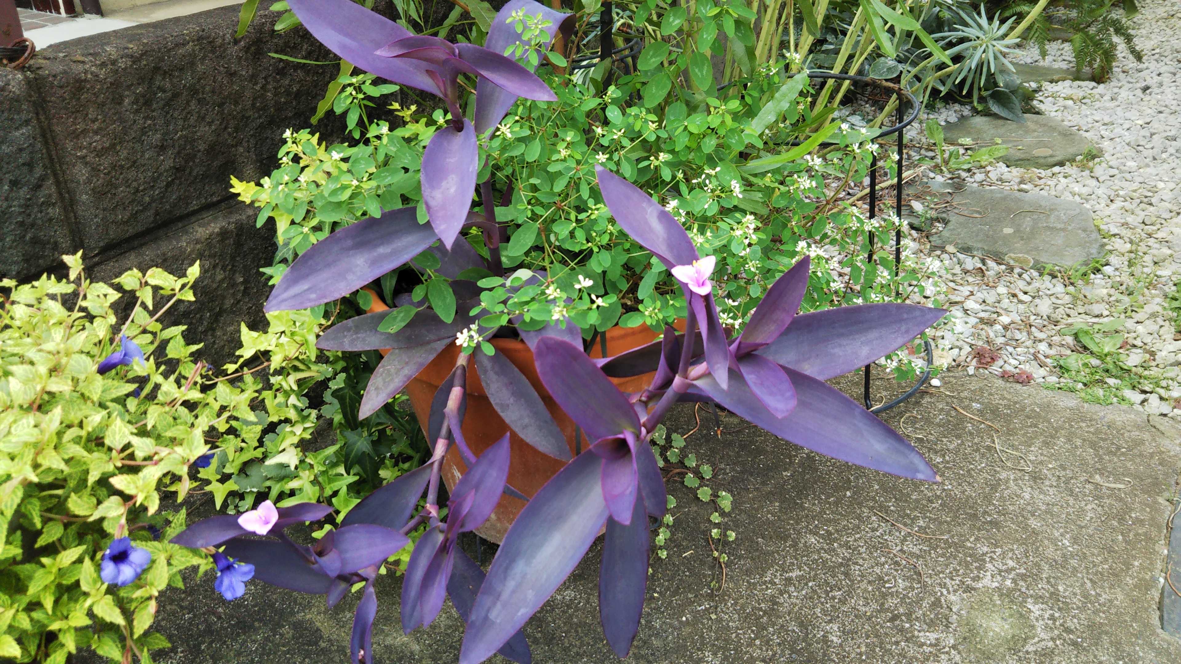 ムラサキゴテンとダイアモンドスノーの開花 シェードガーデンと猫 楽天ブログ