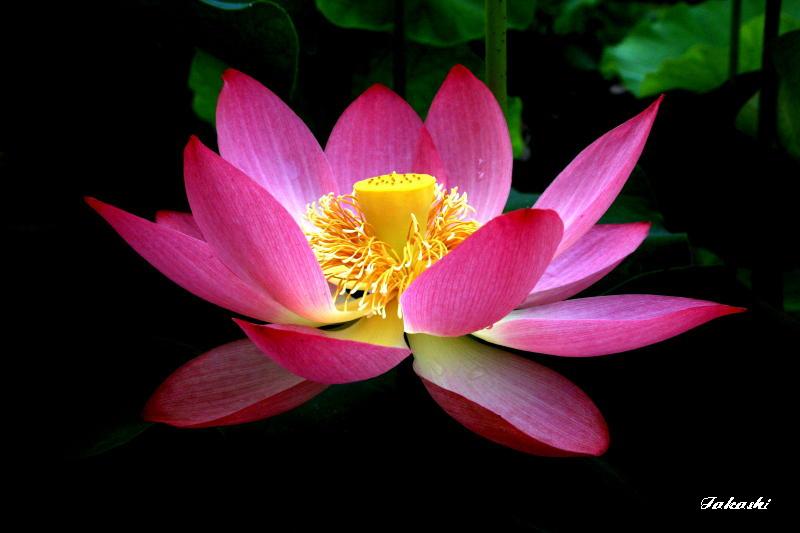 蓮興寺・蓮の花 takashiのブログ 楽天ブログ