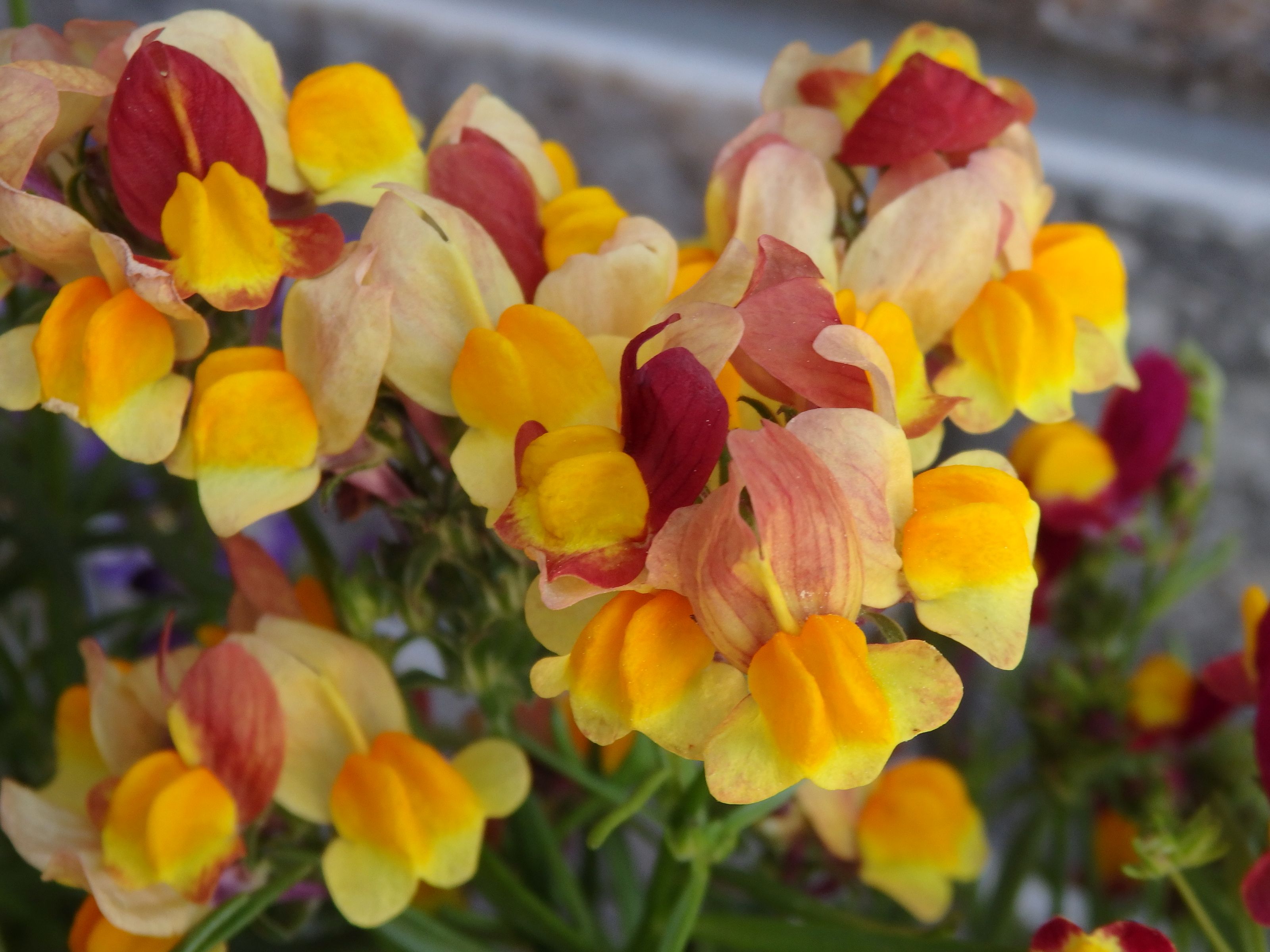 キンギョソウ ネメシア リナリア咲きました Kimi Teaの花日記 楽天ブログ