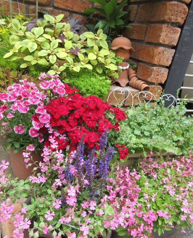 狭い庭の工夫の仕方 ナデシコ ダイアンサス はお勧め 狭い庭を花いっぱいにする育て方 楽天ブログ 狭い庭の工夫の仕方 ナデシコ ダイアンサス はお勧め 狭い庭を花いっぱいにする育て方 楽天ブログ