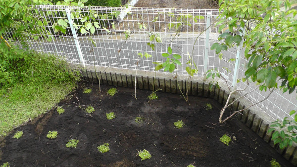 新たに植えられたムベの木