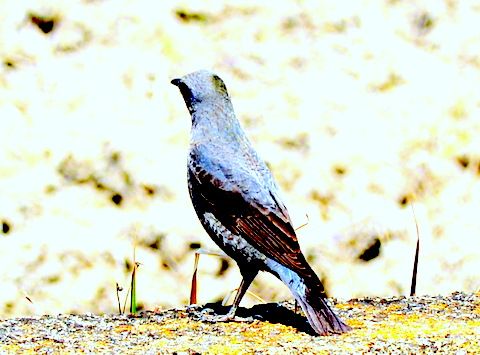 5月22日（月）夕方（16：30）イソヒヨドリのメスらしい野鳥に公道で