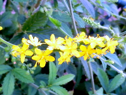 キンミズヒキの花