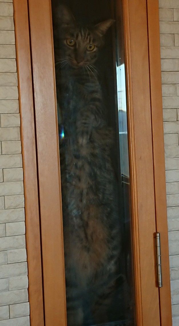 立つ猫 犬・猫~日々のブログ - 楽天ブログ