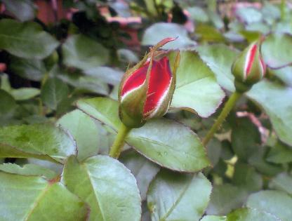 2012年5月15日　　アンネの薔薇.jpg