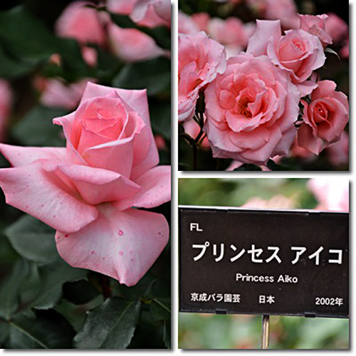 薔薇７