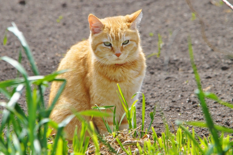 Ｇ・猫.jpg