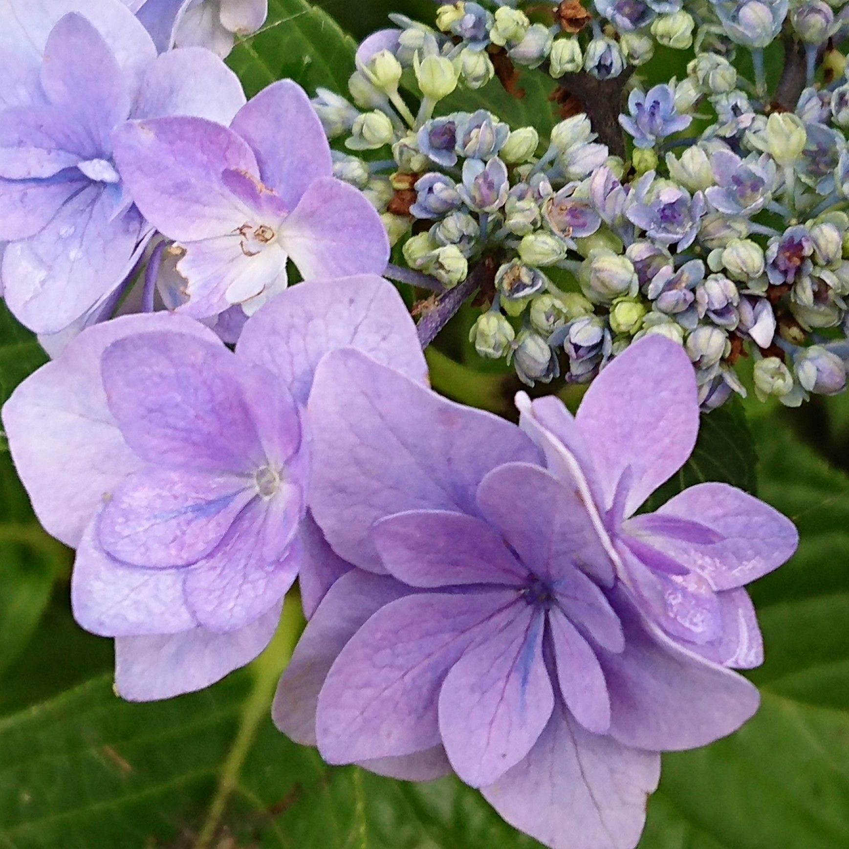 6月の庭に咲く花 プリザ Hana 花 ガーデン 楽天ブログ