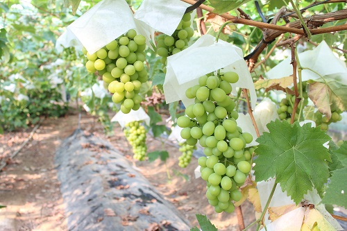 シャインマスカット (6).JPG