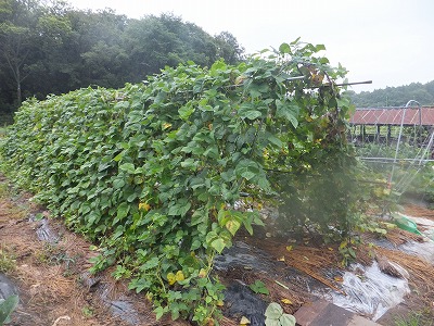DSCF3747.jpg