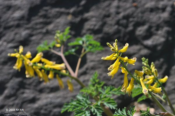 キケマン（ケマンソウ科）