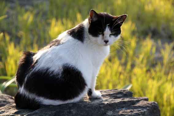 我が家のニャンコ♪2013/11/26-3