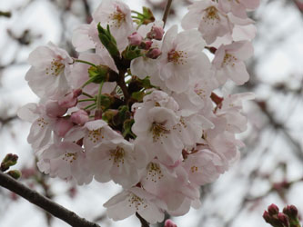 Sakura28