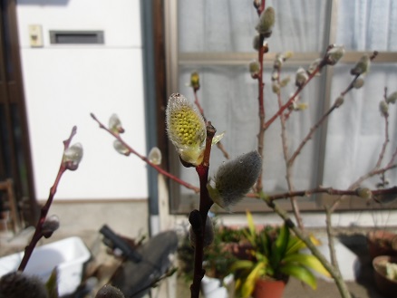 20130419ネコヤナギ.jpg