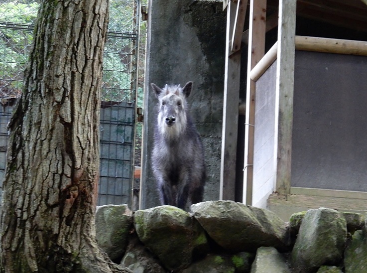 さつきちゃん1.JPG