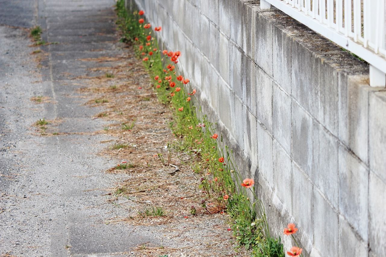 植物 の記事一覧 つれづれ日記 楽天ブログ