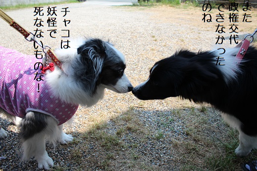 ボーダー