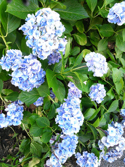DSC_0785.jpg