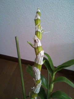 2013012509410000.jpg