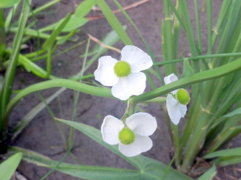 オモダカの花