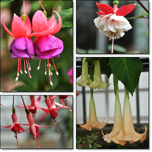 花4枚