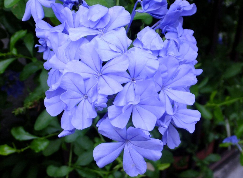 秋の朝 Isamuの写真俳句 四季の森空間 楽天ブログ