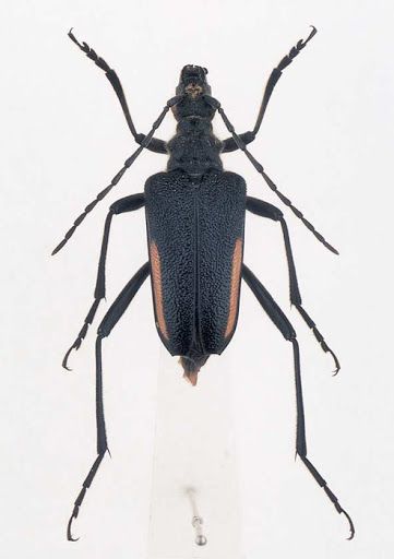 蒐集癖の功罪 | 病理検査の玉手箱 - 楽天ブログ