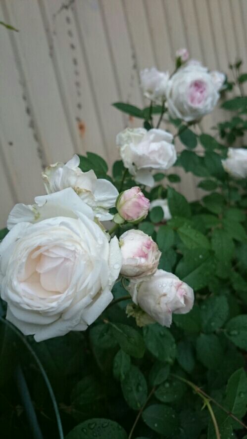 rblog-20160510094419-00.jpg