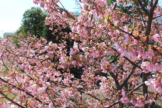 満開の桜.jpg