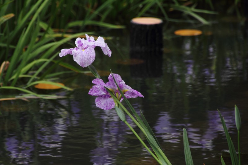 菖蒲園_004.jpg