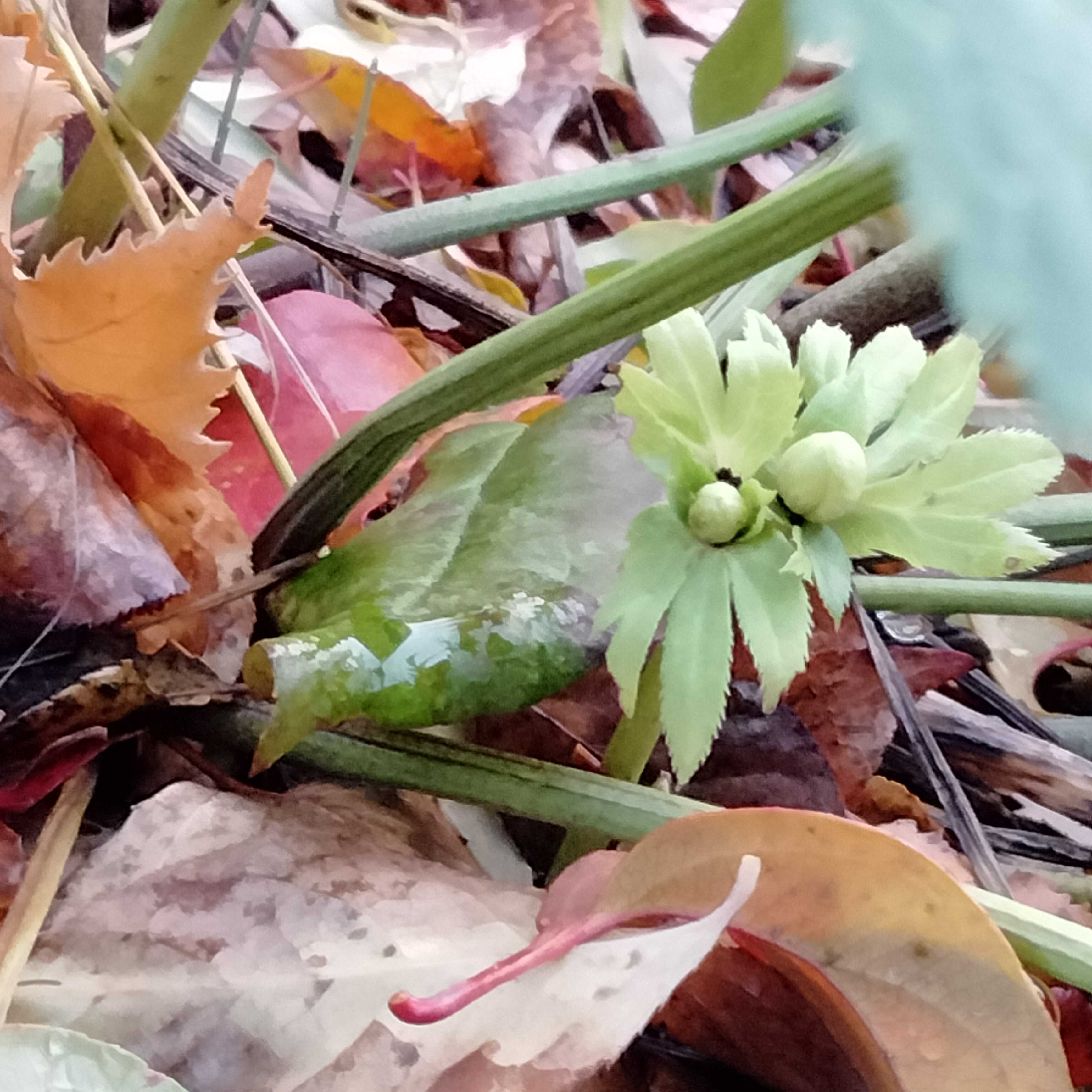 クリスマスローズの蕾 ストレプトカーパス マチルダ 花に癒されて 楽天ブログ