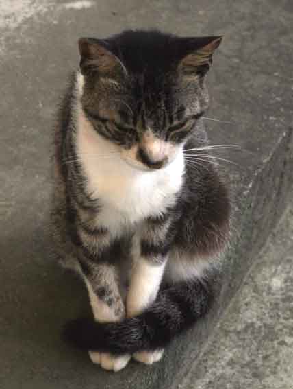 我が家のニャンコ♪2013/7/7-2