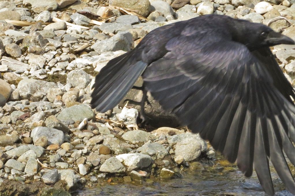 散歩などで撮った鳥 キセキレイ アオジ カワセミ カラス メジロ カルガモ達 チョウゲンボウ 大分金太郎の花鳥蝶月 楽天ブログ