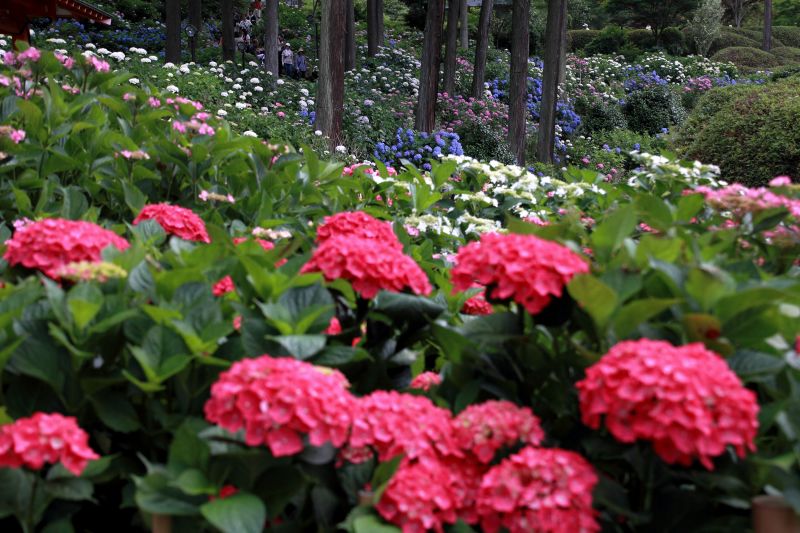 庭園・アジサイ_003.jpg