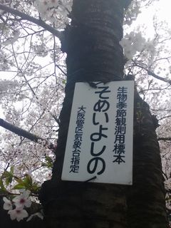 ソメイヨシノの標本木2.jpg