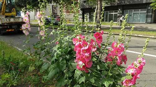 梅雨のない北海道でも咲いてます おとっつぁん いろいろやっちょります 楽天ブログ