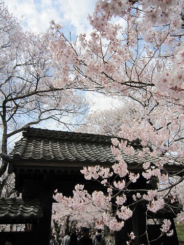 高遠桜6.JPG