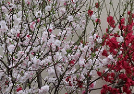 IMG_8298-5.jpg