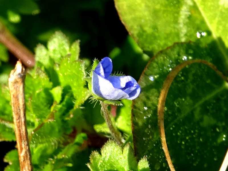 2月11日 今日の一花 その２ オオイヌノフグリ 大犬の陰嚢 Gazengamaのブログ 散歩中に出合った花と趣味の陶芸作品 楽天ブログ