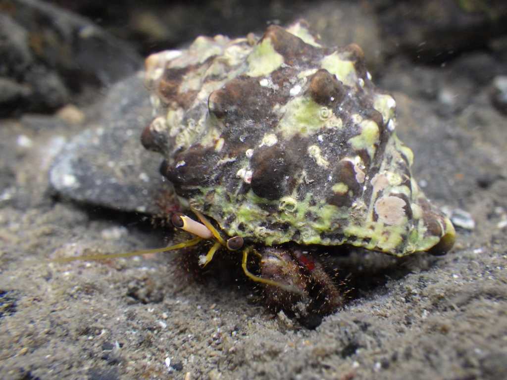 串本磯採集2021年7月中旬27　オイランヤドカリ（Dardanus lagopodes）