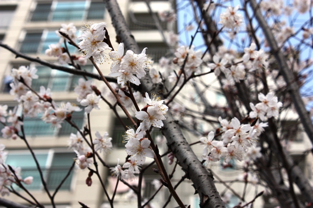 20140330 sakura 10.jpg