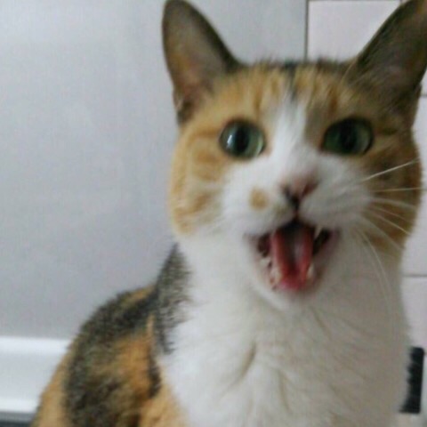 image.jpg