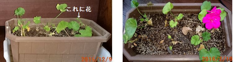 ２／１０挿し木に花が２.jpg