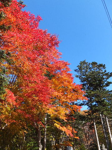 紅葉 021.JPG