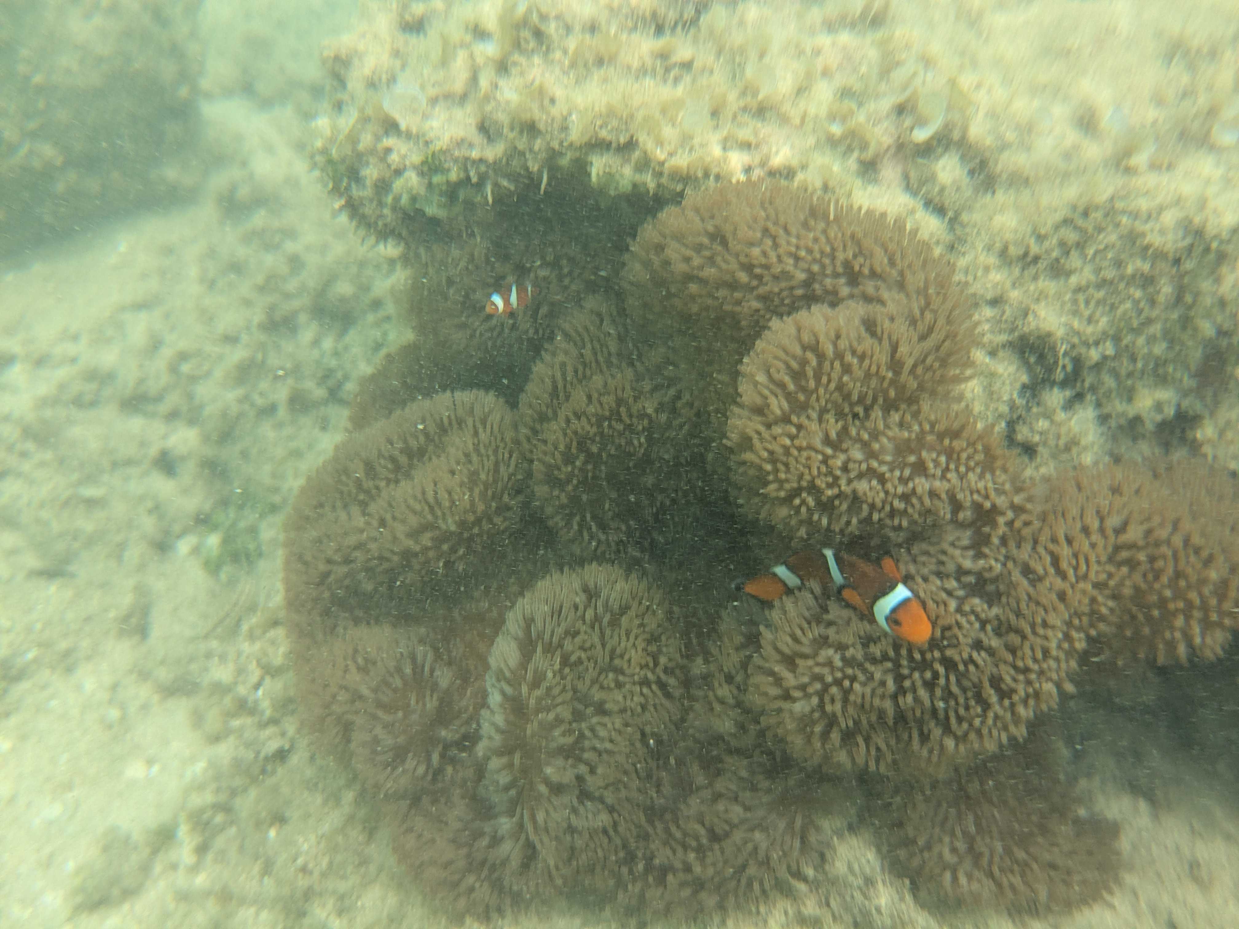 西表島　星砂の浜　子連れシュノーケリング　カクレクマノミ発見