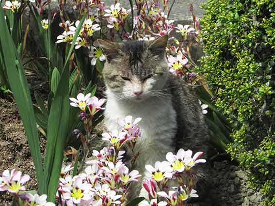 我が家のニャンコ♪2016/4/26-3