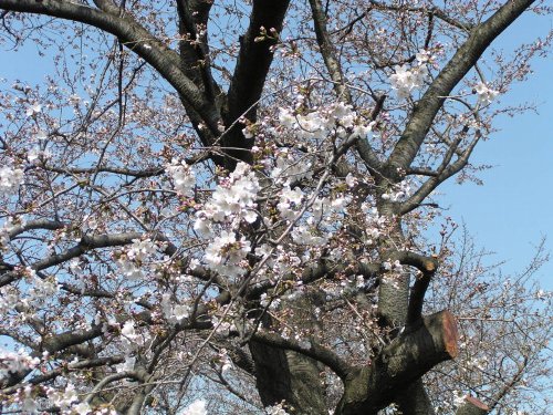 03-28 sakurakaika-2-b.jpg