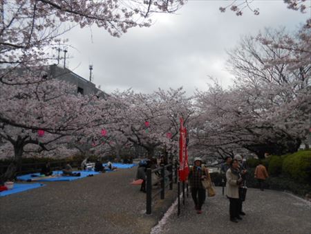 浜松城公園の桜