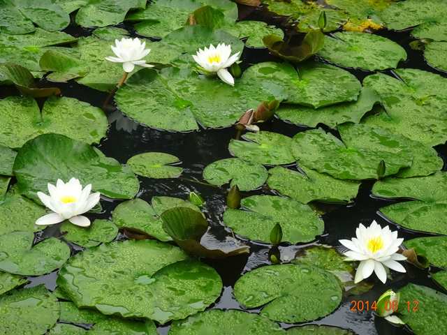 DSC04110_R.JPG