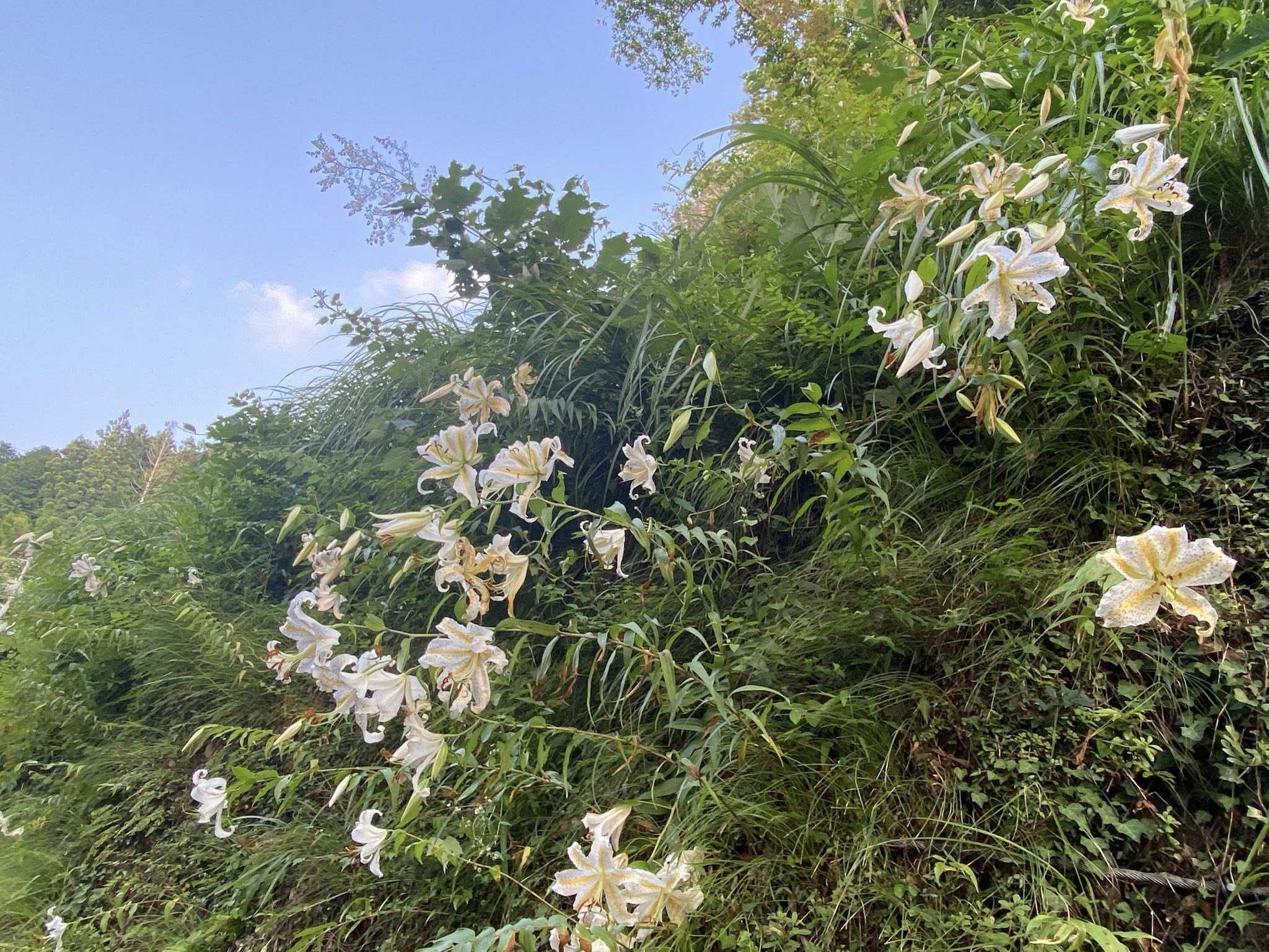 醍醐山と下部（しもべ）温泉